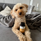 Wolfsgemüse PRO mit Darmflorastabilisatoren