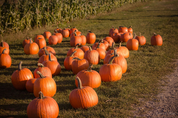 Immunstark durch den Herbst: Essenzielle Vitamine und Lebensmittel für deine Gesundheit