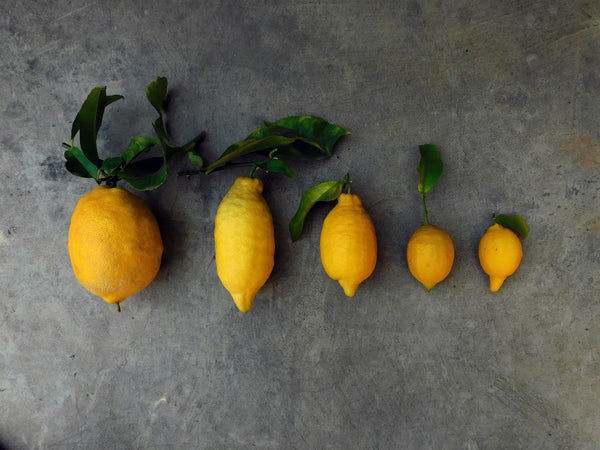 Citruspektin und Rohkostqualität: Die Vorteile unserer Bio-Fermentierte-Zitrone entdecken